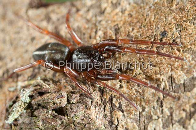 Trachelidae_3697.JPG - France, Yvelines (78), Araneae, Trachelidae, Araignée, Cetonana laticeps, Running Spider